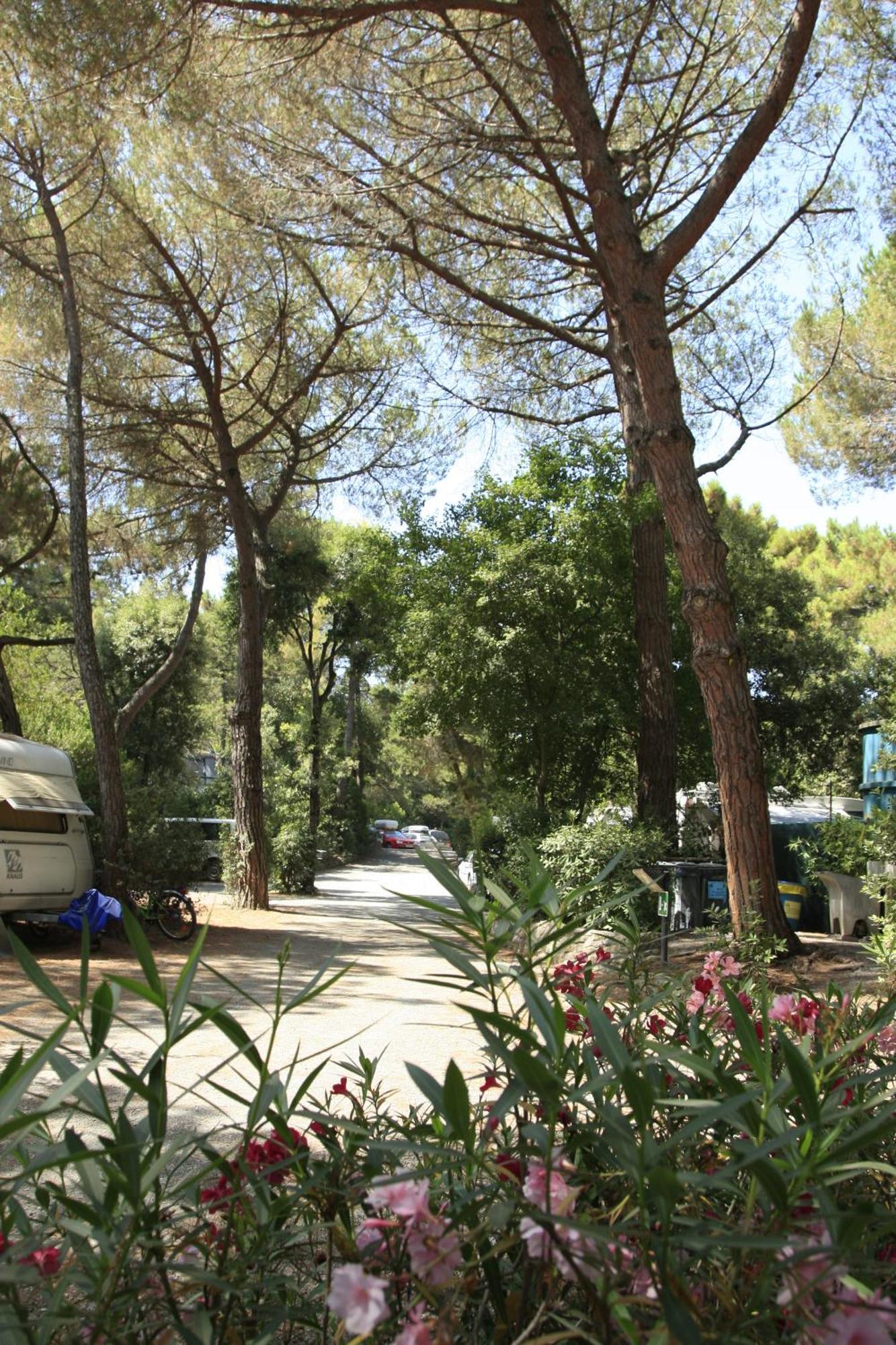 Camping Casa Di Caccia Marina Di Bibbona Bagian luar foto