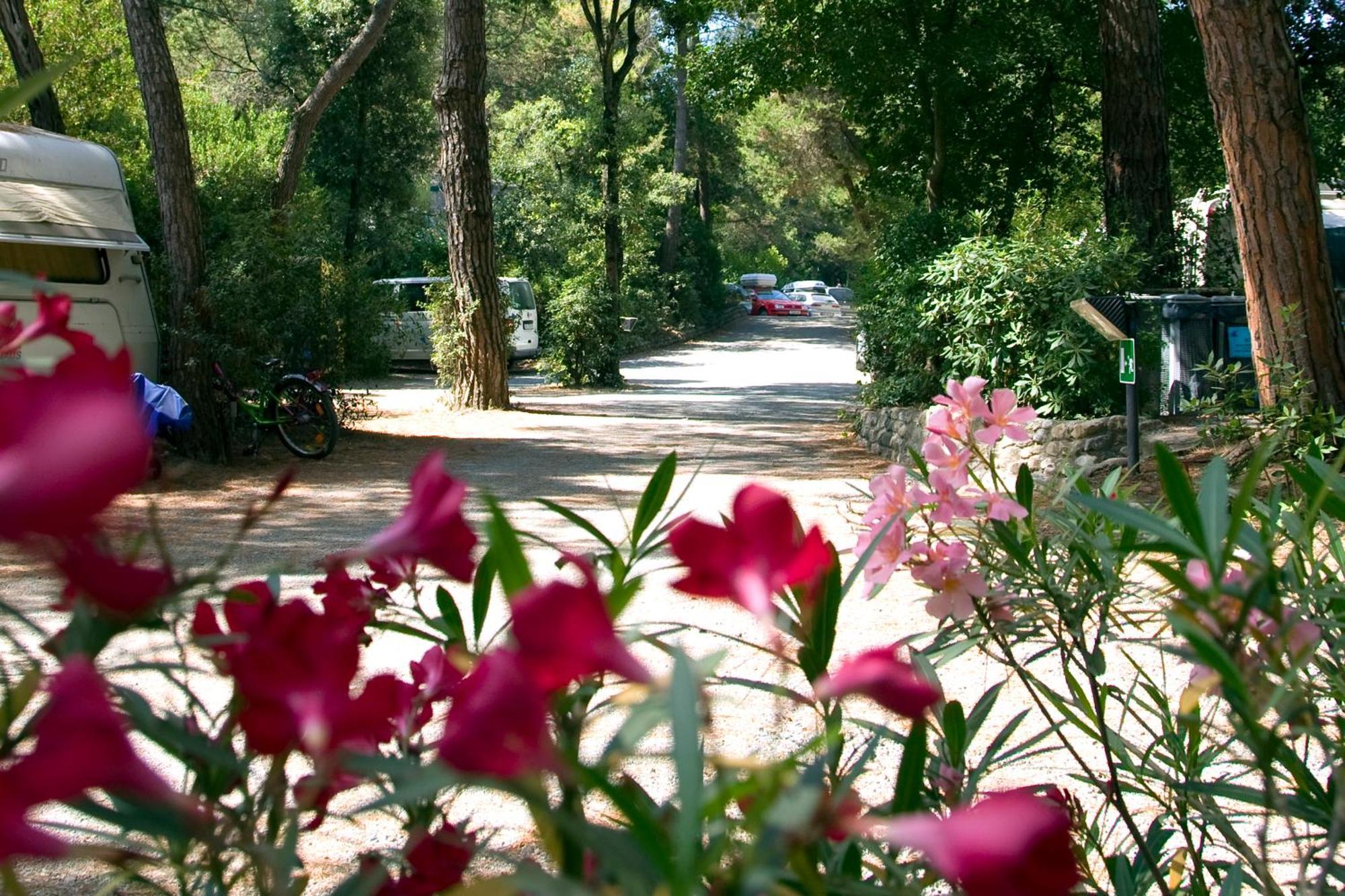 Camping Casa Di Caccia Marina Di Bibbona Bagian luar foto